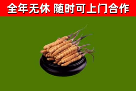 宿州回收冬虫夏草